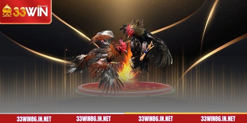 Bí kíp cược gà Thomo hiệu quả từ 33WIN