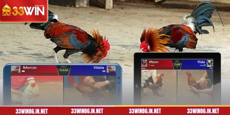 Khám phá các game đá gà hot tại nhà cái 33WIN