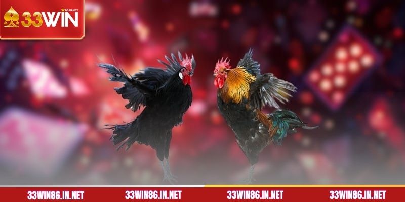 Tổng quan về đá gà Thomo tại 33WIN