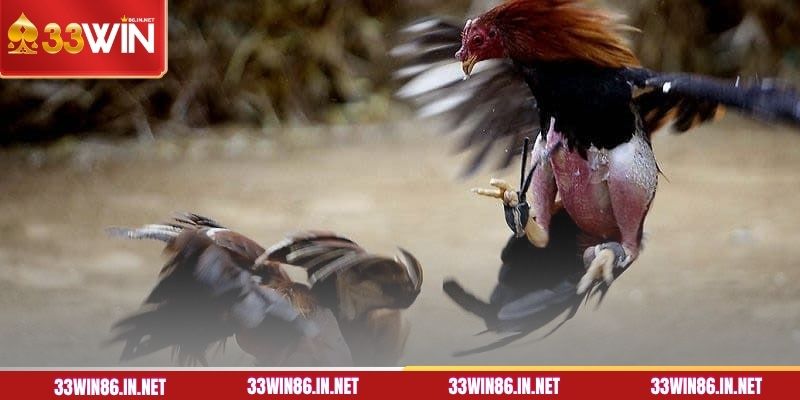 Thuật ngữ đá gà liên quan tới cá cược