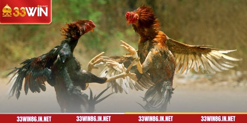 Thuật ngữ đá gà về các giống kê thường thấy