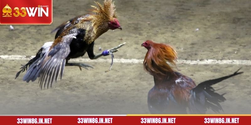 Top 3 bí quyết cá cược đá gà cựa sắt từ cao thủ